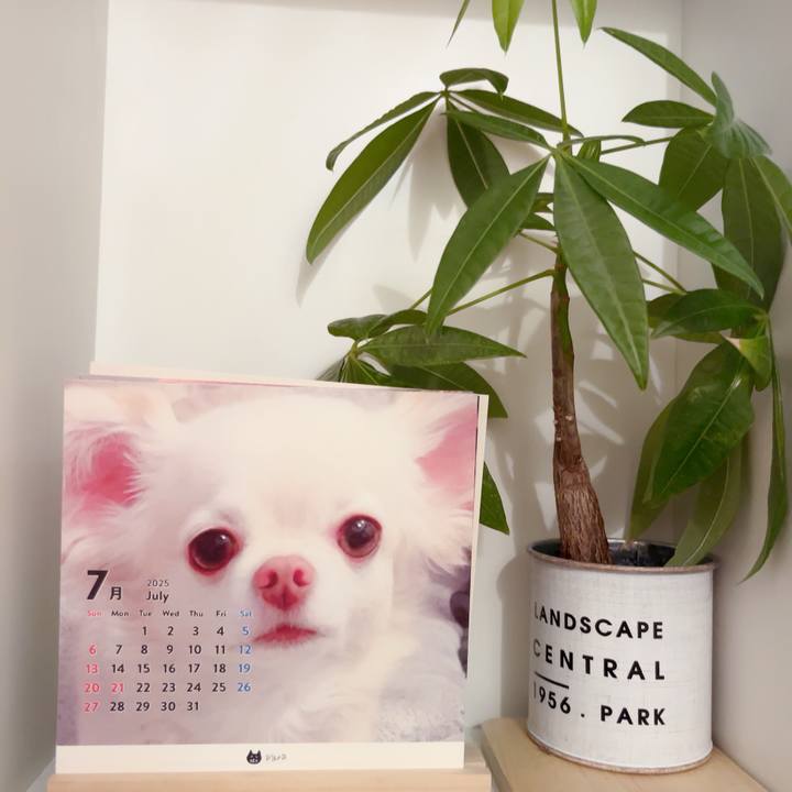 A045829f 7d91 4da2 8c95 f21d95ab44ad 1752399116600