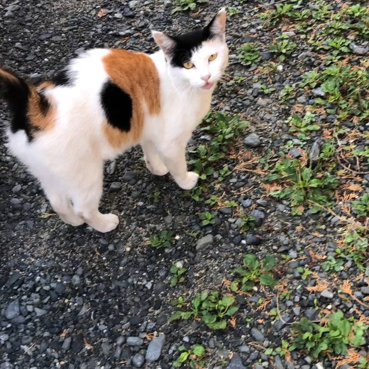 A045e772 d5a3 476f 861e d7dca982fd4a 1599516889666