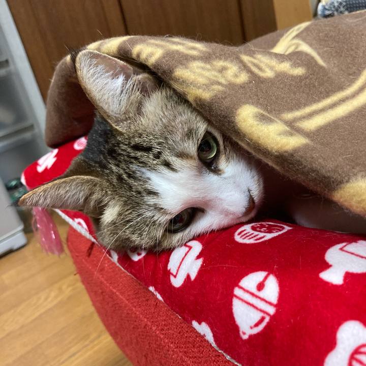 A04c268d 56d2 47a2 af62 699747e046dc 1597409482623