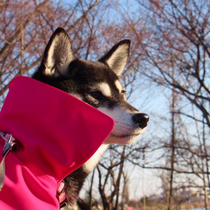 A04e9581 e60f 4b6f b5c5 e403be4dd134 1544924502377