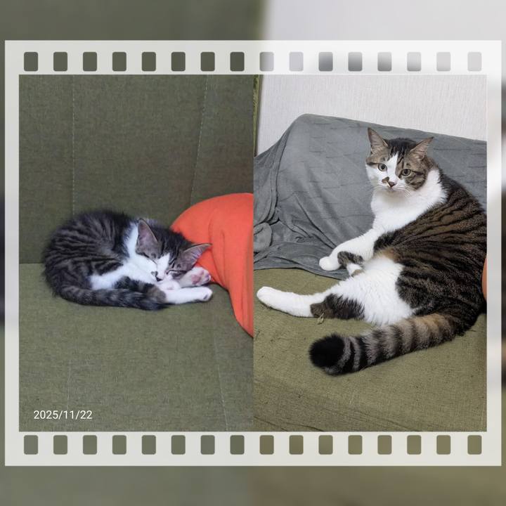 A0533a26 c315 4fef 97b0 cd2ff3a4de22 1763758935086