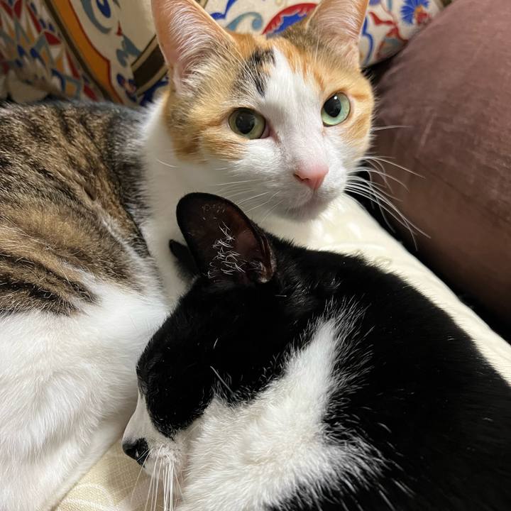 A0573b68 6012 4dbf 80c9 477948faa506 1770806890596