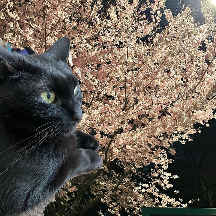 A05f1631 dc78 43b0 90bb 534e4fc221da 1648905389672