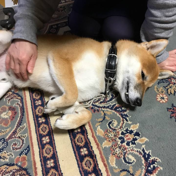 A05fb0a6 1990 4090 8518 40b27f051315 1510368830851