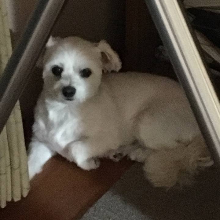 A05fc3ac 6ab0 4cfa 88c8 12e1a69c2c85 1534850495627