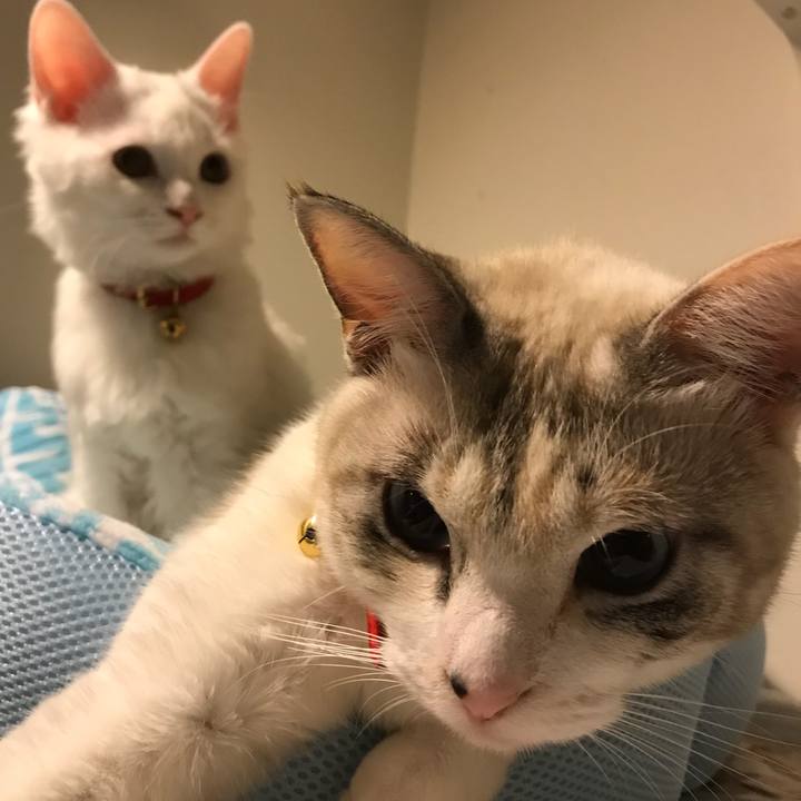 A0602b7a 1fc9 4122 a1ad 0a5bd6da8132 1511354868779