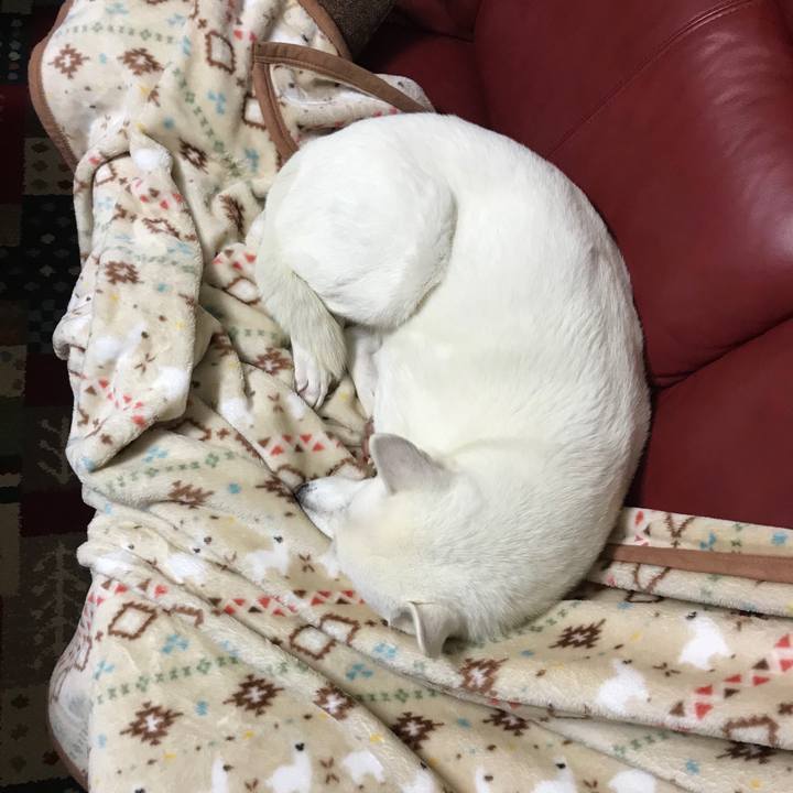 A062065f a80d 49ec a6d8 3cfef399dfee 1514561267365