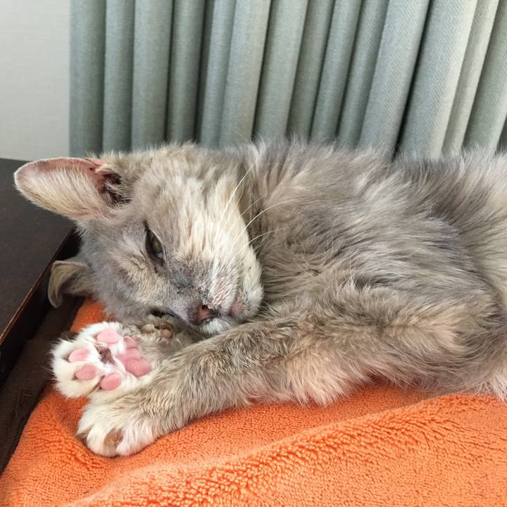 A06532c3 4350 4c74 83e8 04af0142a71e 1584839263669