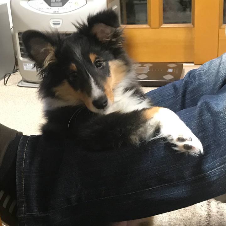 A069f453 9dff 4e3e 9e9a 2477fbb96d94 1513466246853