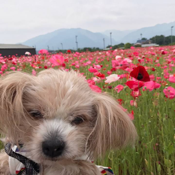 A0700d87 50ac 4308 b7fc 8253b4b807c7 1527065826672