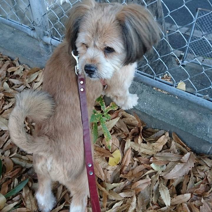 A070fa3a 98af 4810 8550 dd9195322a02 1512515467678