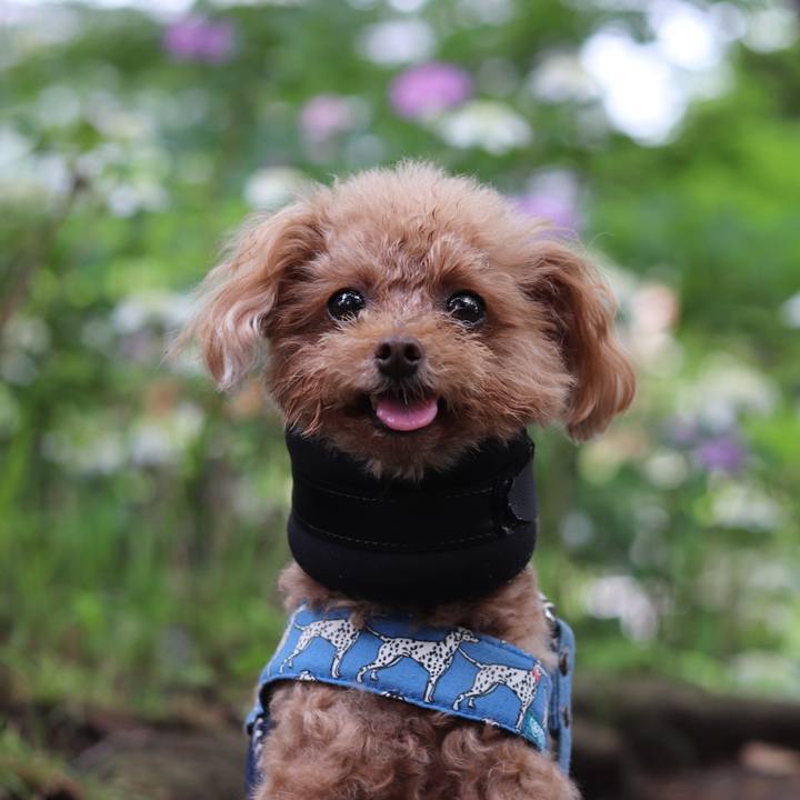 A0732729 0e46 415a a1fe 7d3fdd5d0d14 1559969858650