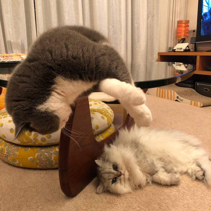 A0773eb9 7e32 4045 9b4f 6ad421e2b828 1544484461523