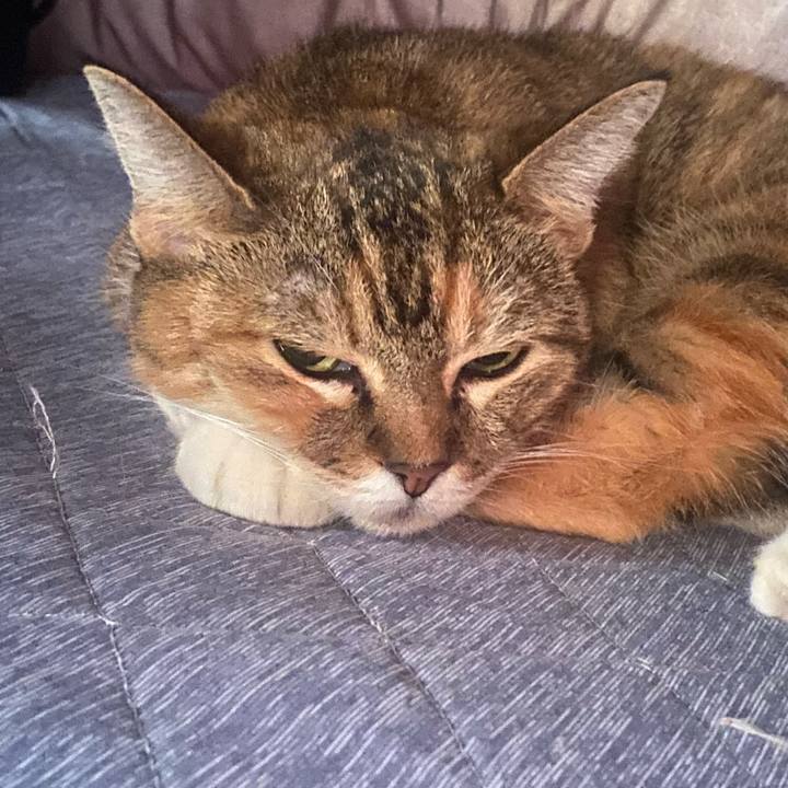 A0788fa9 39be 4d31 905e bab4558e36f3 1762046008944