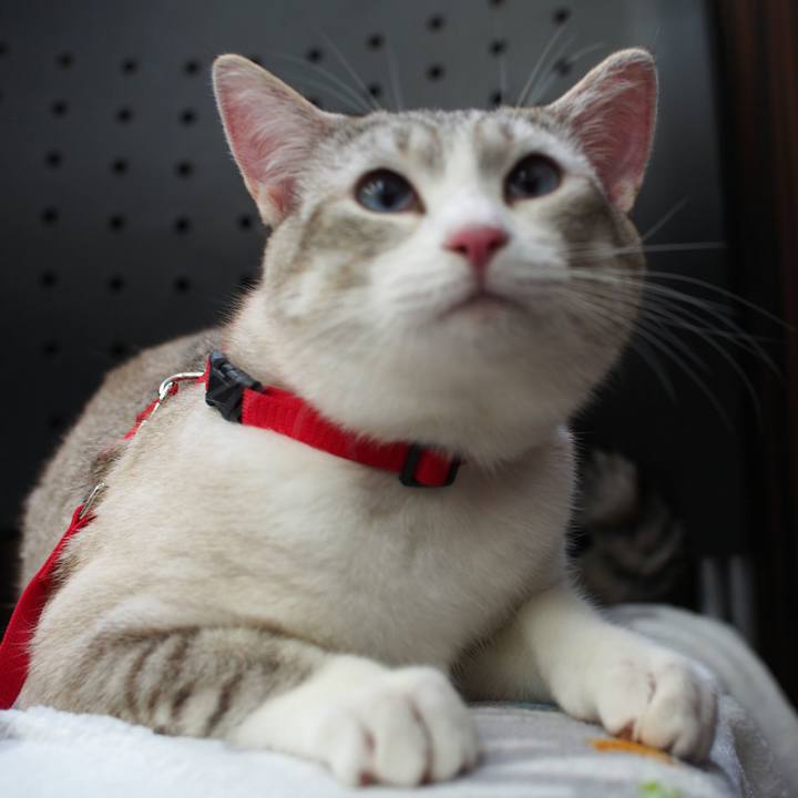 A078edfc 85c7 4f87 ae24 b538820aaa53 1529329053047