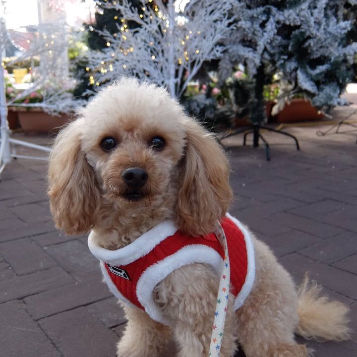 A07e7dca e965 4eee bd7a 598becc9a3db 1544794897231