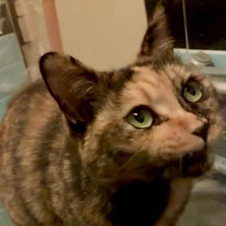 A080cf26 8185 40e6 a14f 5485d42db009 1761252324846