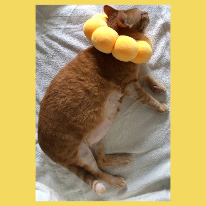 A081216c 8319 423c b009 41b20b424e4d 1658648701071