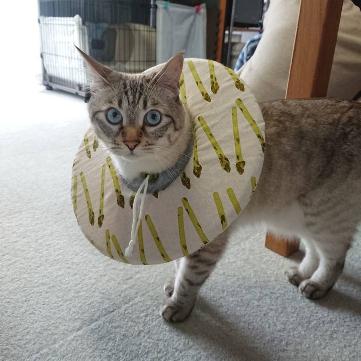 A085e0b3 60c4 416e 8645 254640e8c174 1561869456767