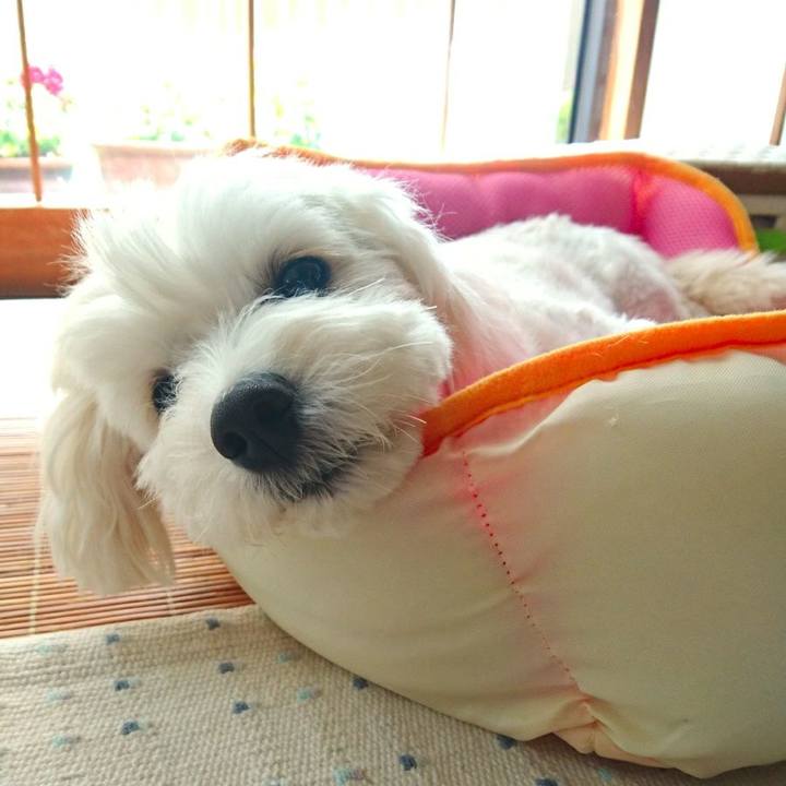 A0874df0 928b 43b7 9ed9 f406b32b2cea 1526365460782