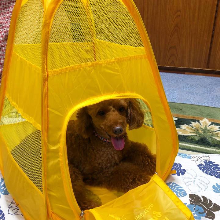 A0882495 c9a7 4699 861c 68fd161acf7b 1594437120273