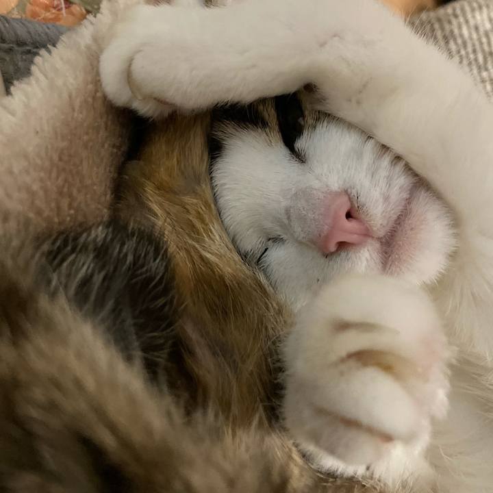 A08aa115 3ad9 42a2 a99a 28df4122aa4b 1574513990404