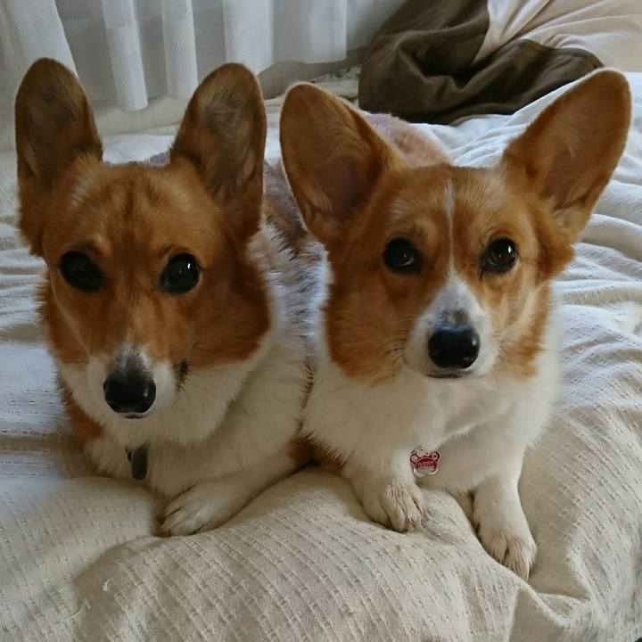 A08c2ee0 1289 47b5 a685 ec2cbc09f23d 1511006452920