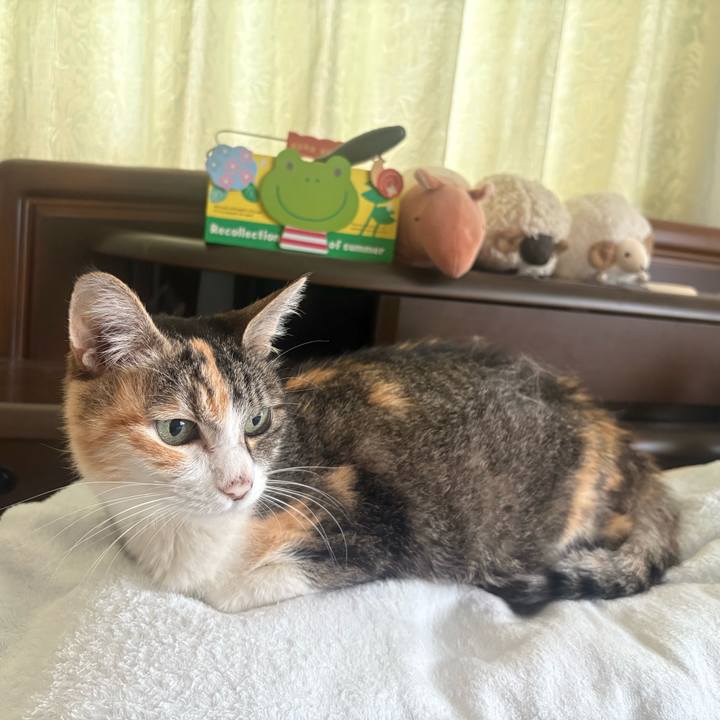 A08dec7b 62d5 4b41 9b57 22e135c3ed6f 1761000861498