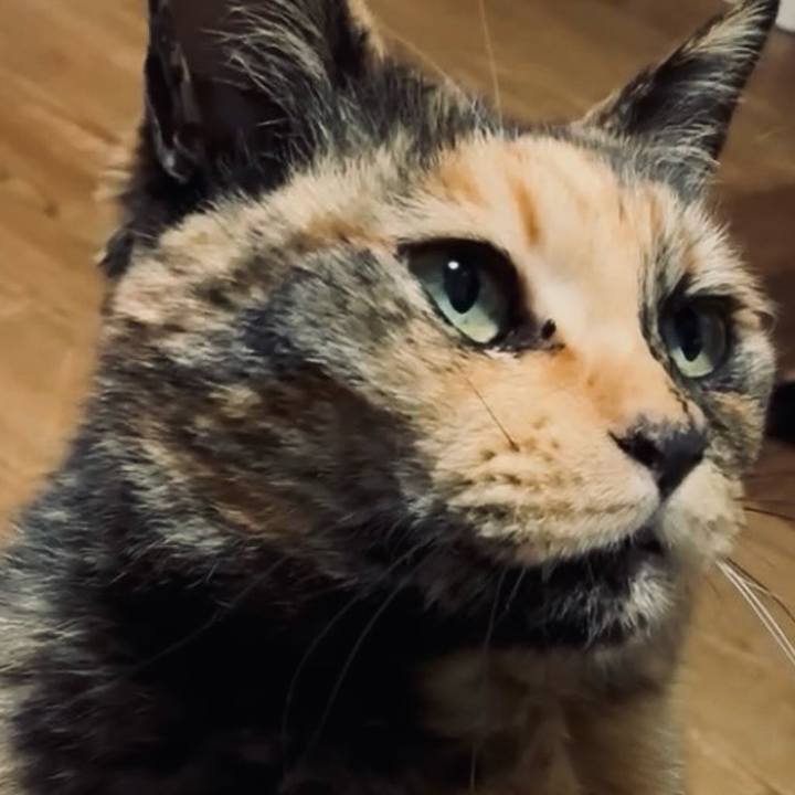 A08fdf68 d399 4876 9f5d c6ea5778cb4d 1744577959767