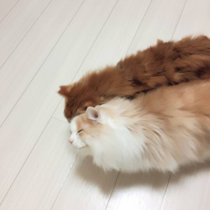 A0903b8e e27a 48d0 9760 8fc3a89608aa 1511126951951