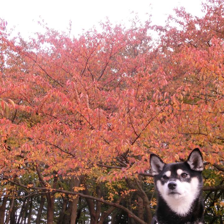 A0909b00 c120 4bbc b169 38282f09ca9a 1509835585220