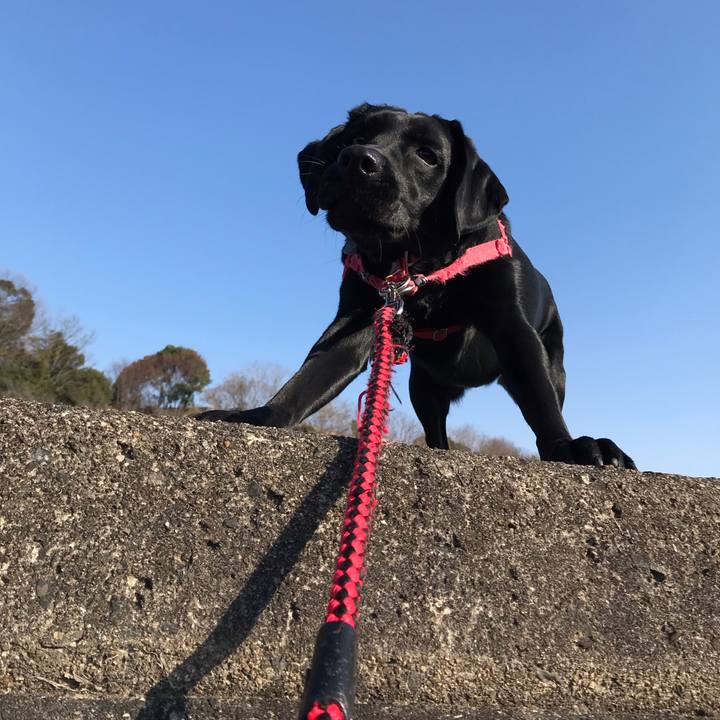 A091425a d175 480b a7ee ab914cc7da14 1549180936456