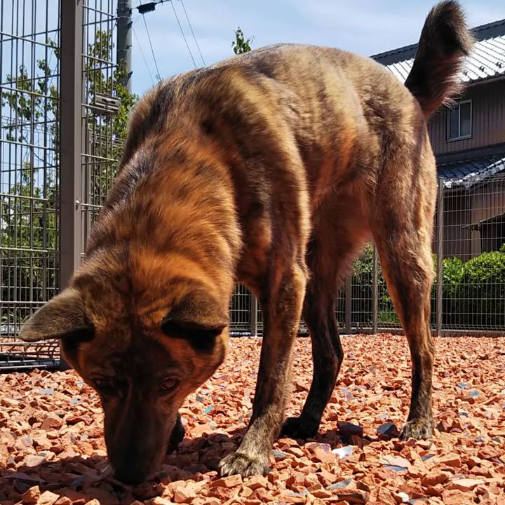 A0943ada 81d6 4a3c 9584 e07ca4f61723 1526171159779