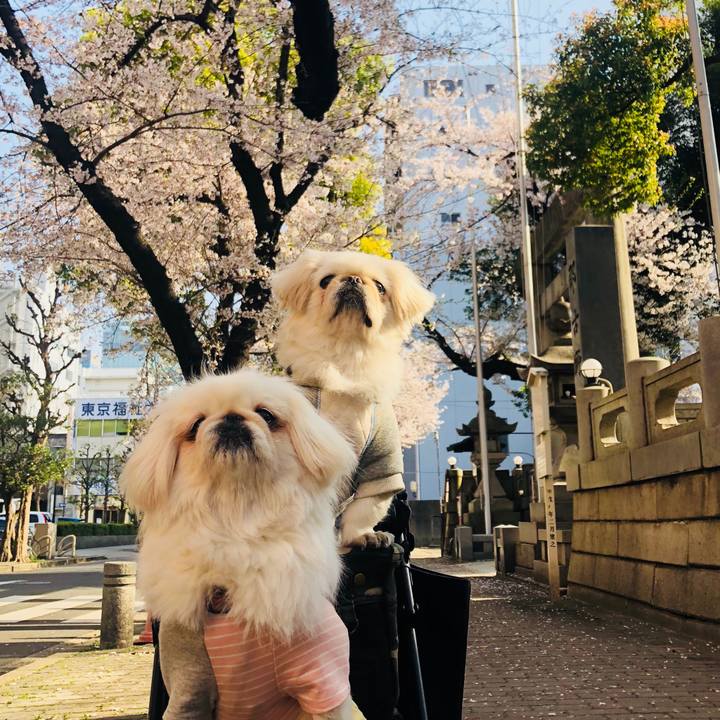 A095cc20 0a6a 4b16 9dcf 28b6e10a93ff 1554542902574