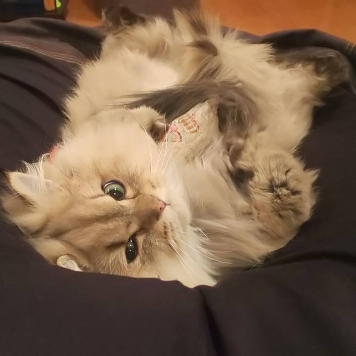 A0977aee 1a19 4ded a92c c3978ca6e493 1579658167639