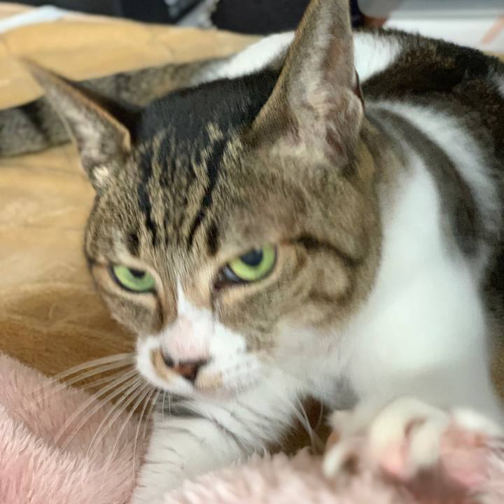 A0986fca 3fd3 4d23 b2ab 67480e94b3ac 1581989473406