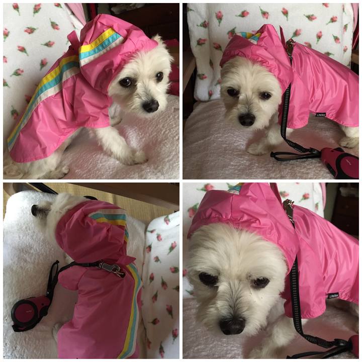 A09a345b 7699 45de b7d4 2baebd7214a2 1539157414537