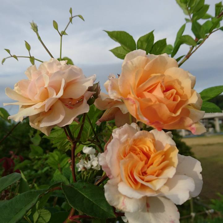 A09a7e79 2b74 4839 808f 17c7868b9895 1526272148556