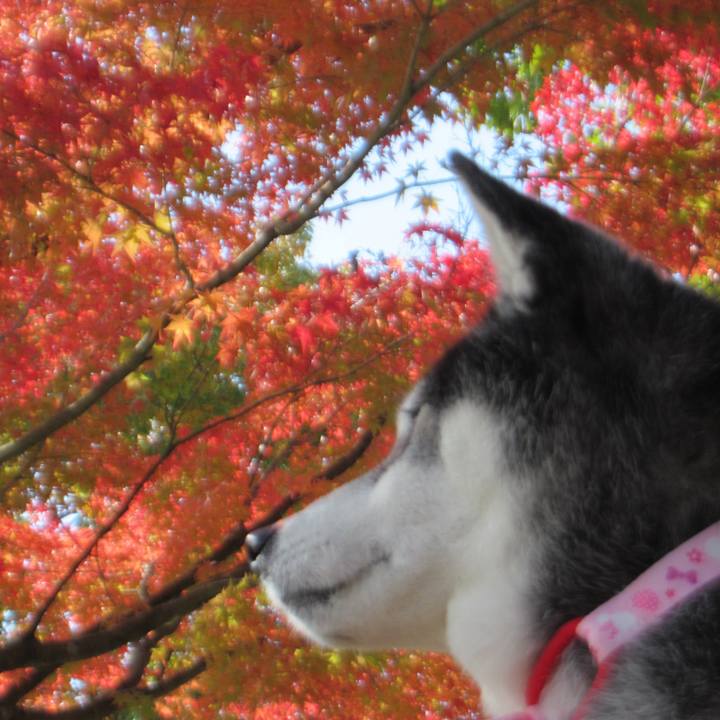 A09ed744 fbcb 4da6 b6d2 afb92532a1ec 1731558325554