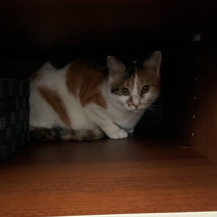 A09fca59 5821 4d0b b095 6c348a54d983 1618370990789