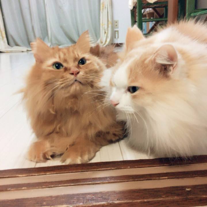 A0a2ecdc 69c7 4989 ad45 d43ae658a757 1512941643690