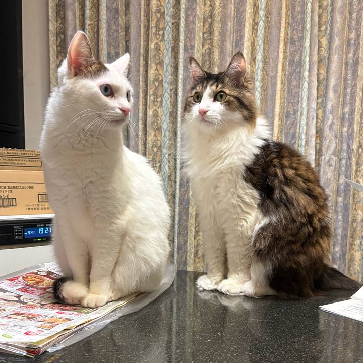 A0a382a7 58e3 4b24 834a b29af0e57a8a 1772677609560