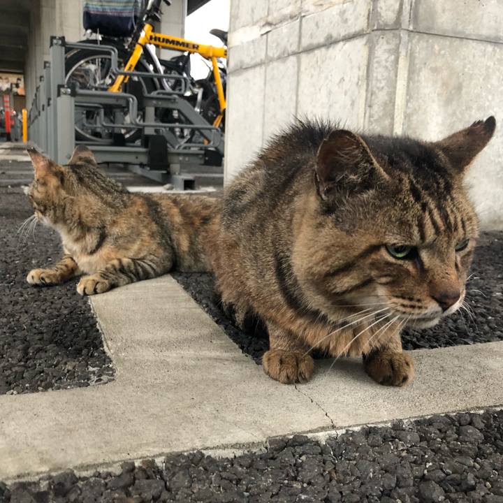 A0a5abae 3824 48ba 90b9 8cf619eec40e 1563107541355