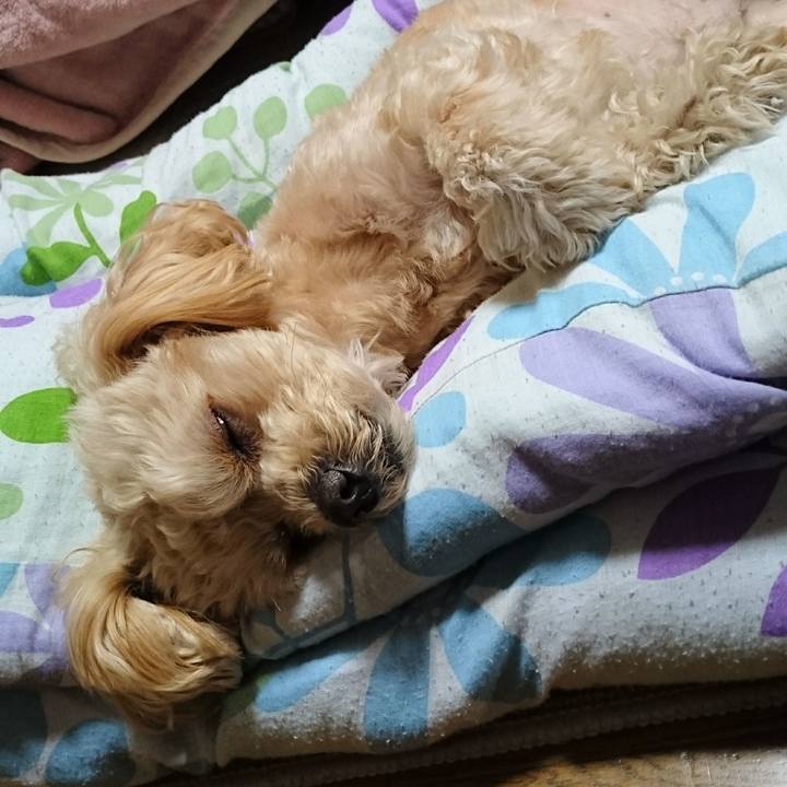 A0a9dc0f 4665 4719 b49f d6513edf18f0 1549117714475