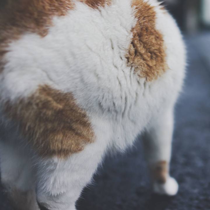 A0acf3d0 081a 428c bf32 612acc430351 1541489135894