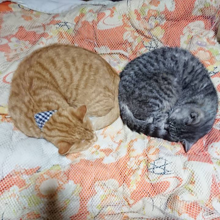 A0af4306 a66c 46c1 b65b 25a6f828f648 1572354132469