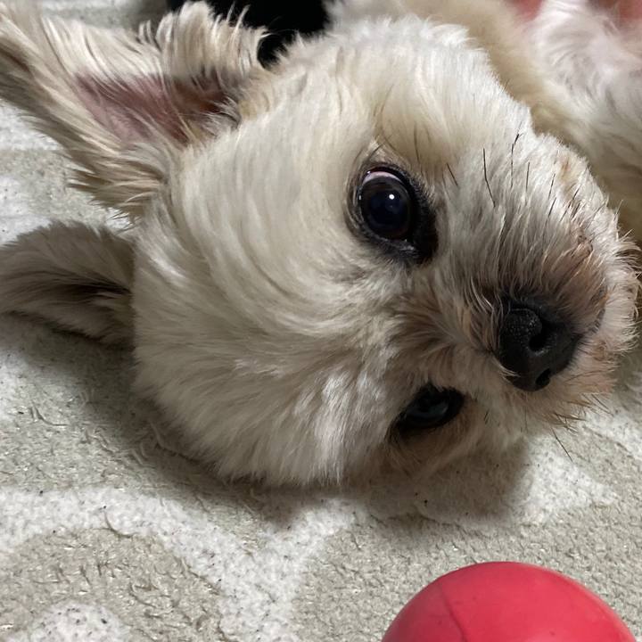 A0af7a51 6e6c 491a ab67 aadfbb423ba2 1582724182938