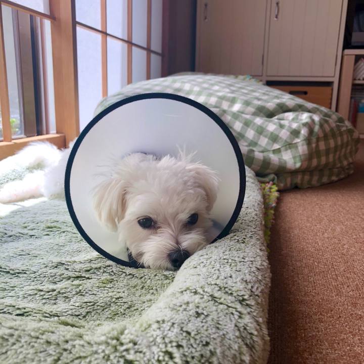 A0b4dd56 f2ce 41ae a648 3fbc7ea7e1c7 1536481721135