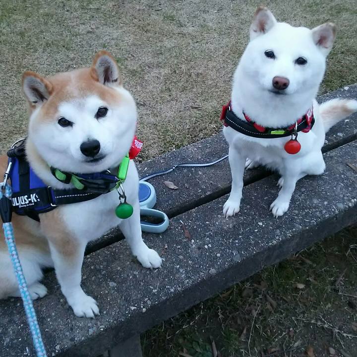 A0b68815 b24c 41b3 834d 2f7f25fbc420 1577003790823