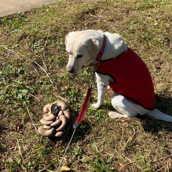 A0b726da 4ec2 413a 81a1 b86129076b71 1668392336531